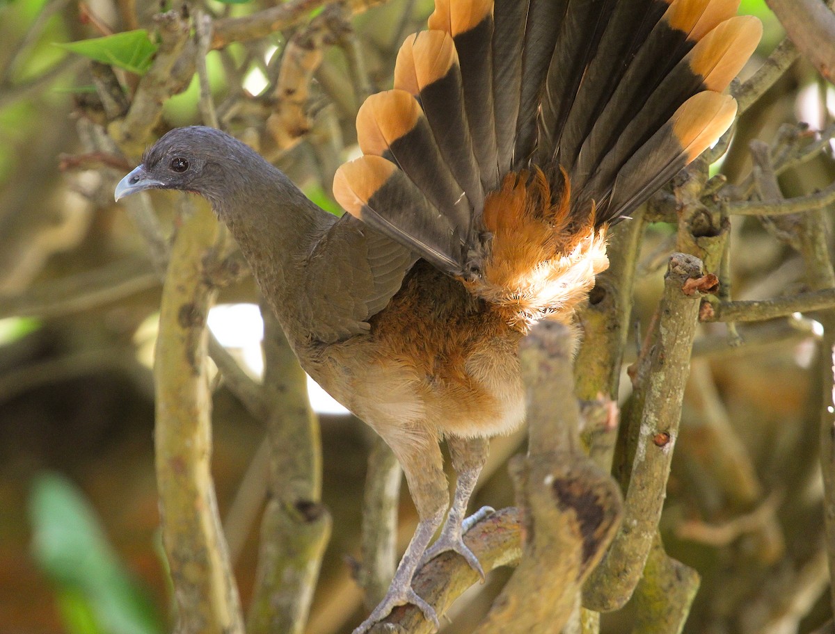 Rufous-vented Chachalaca (Rufous-tipped) - ML204839421