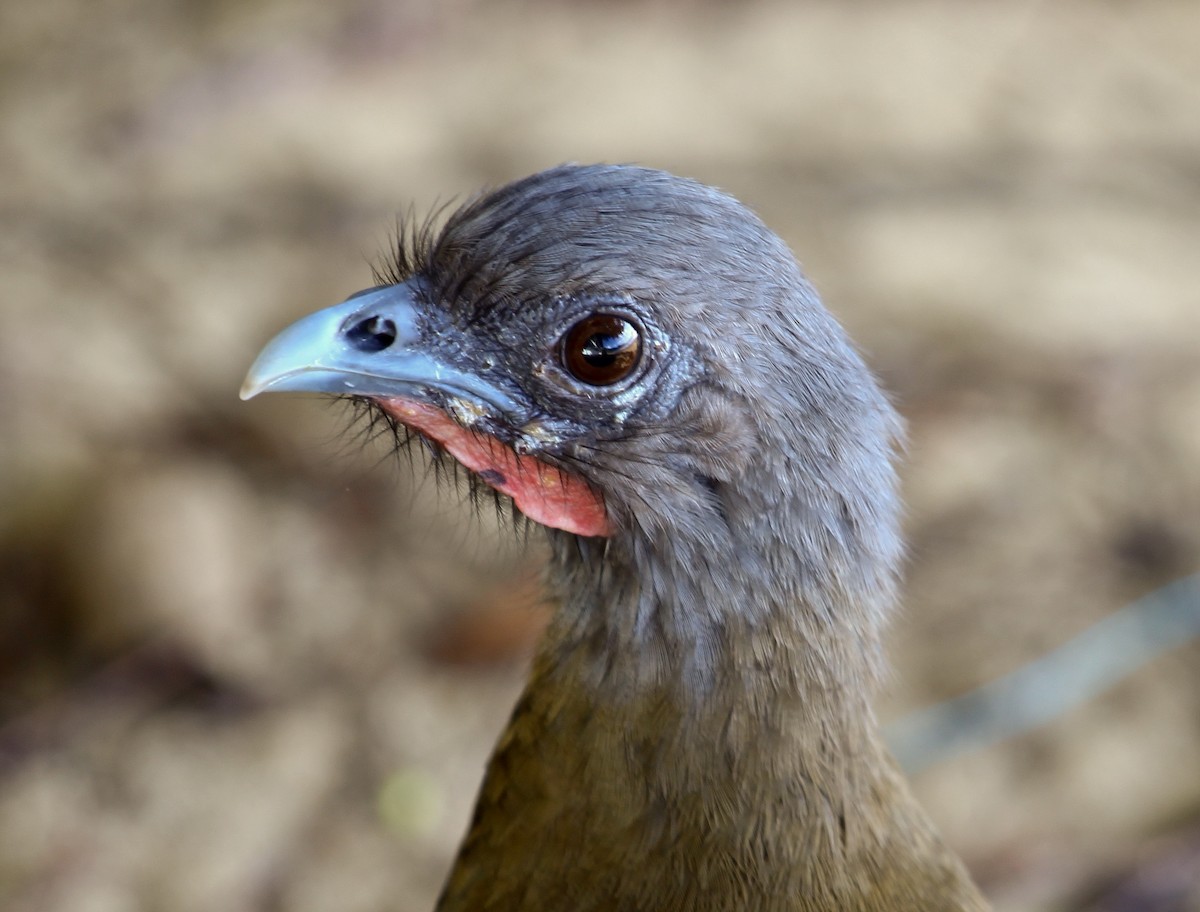 Rufous-vented Chachalaca (Rufous-tipped) - ML204839431