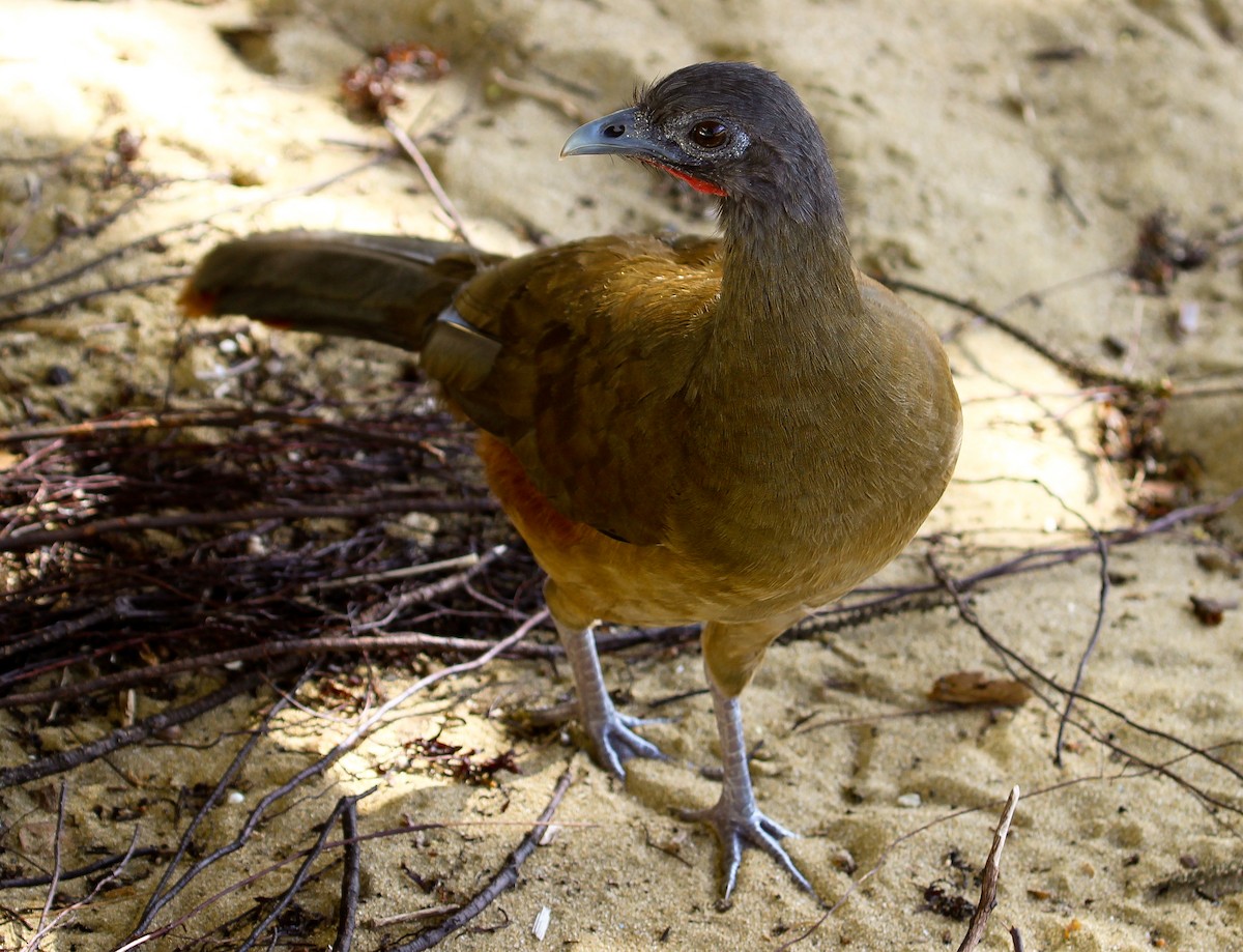 Rufous-vented Chachalaca (Rufous-tipped) - ML204839441