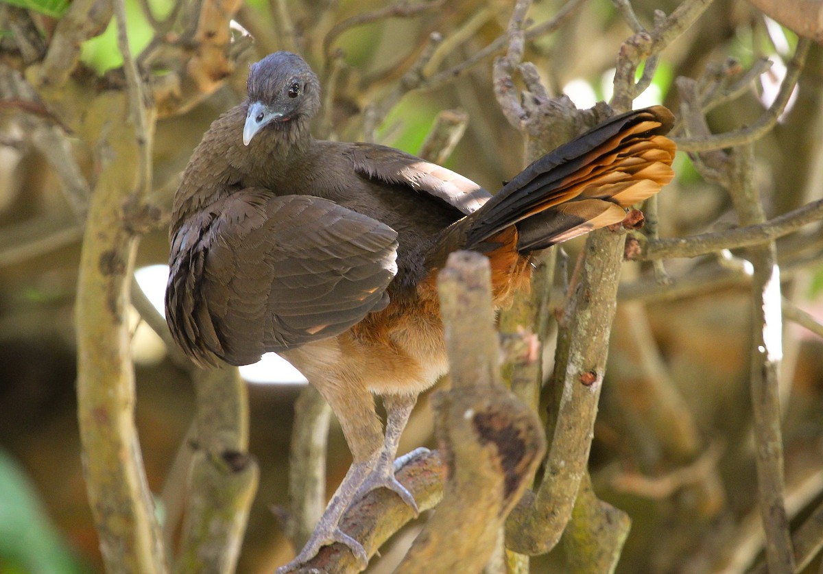 Rufous-vented Chachalaca (Rufous-tipped) - ML204839451