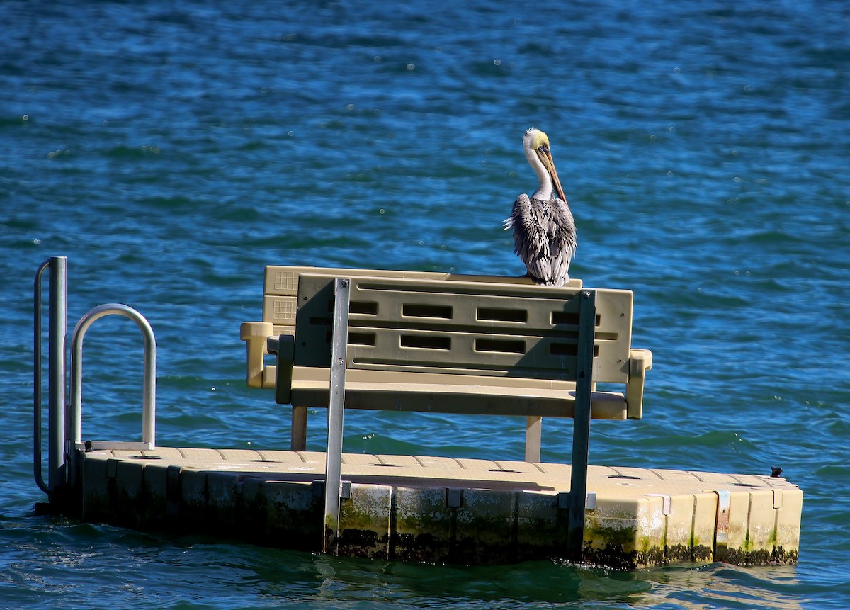 Brown Pelican (Southern) - ML204839571