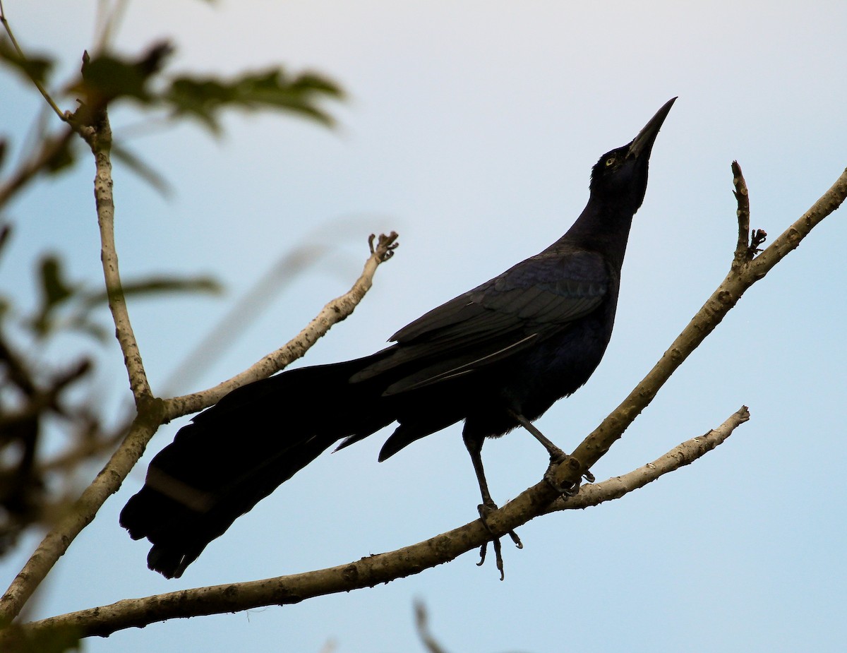 Great-tailed Grackle (Great-tailed) - Luis Mario Arce