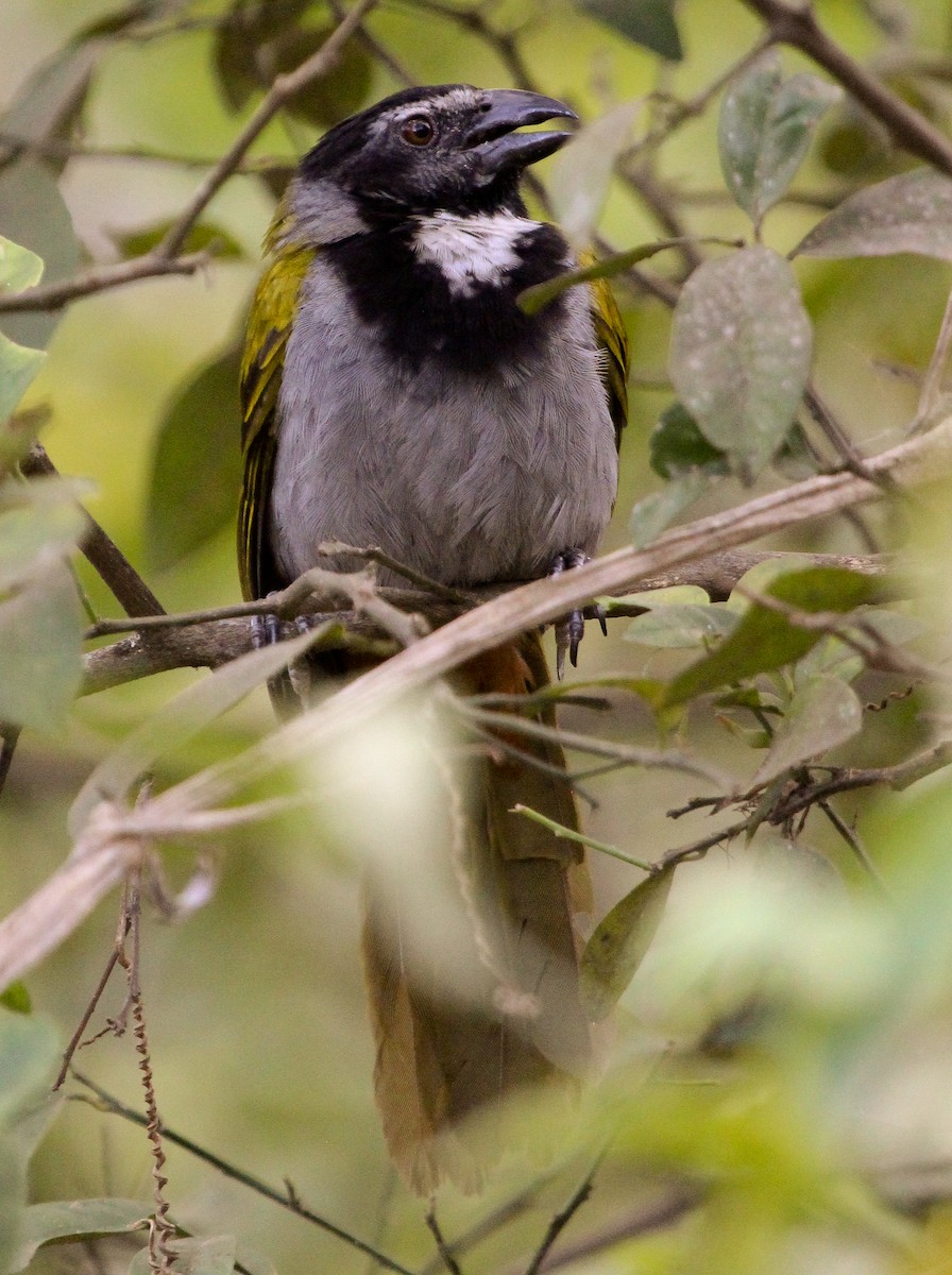 Black-headed Saltator - Luis Mario Arce