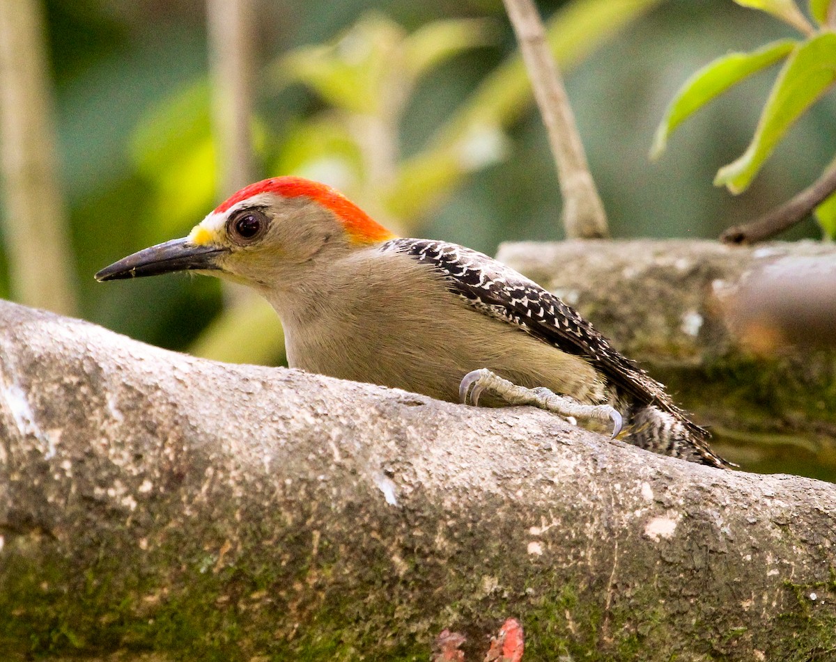 Golden-fronted Woodpecker (Velasquez's) - Luis Mario Arce