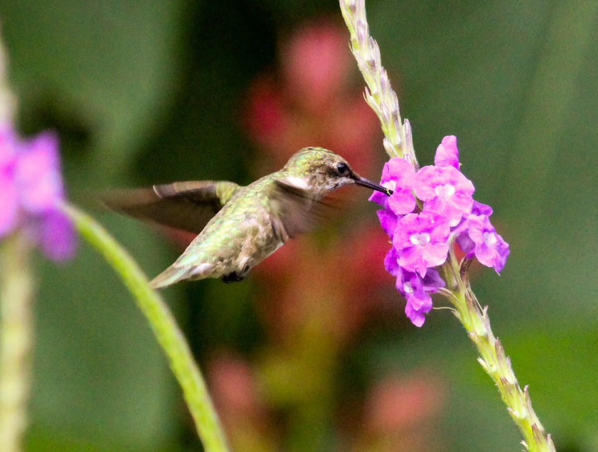 Colibri à gorge rubis - ML204840051