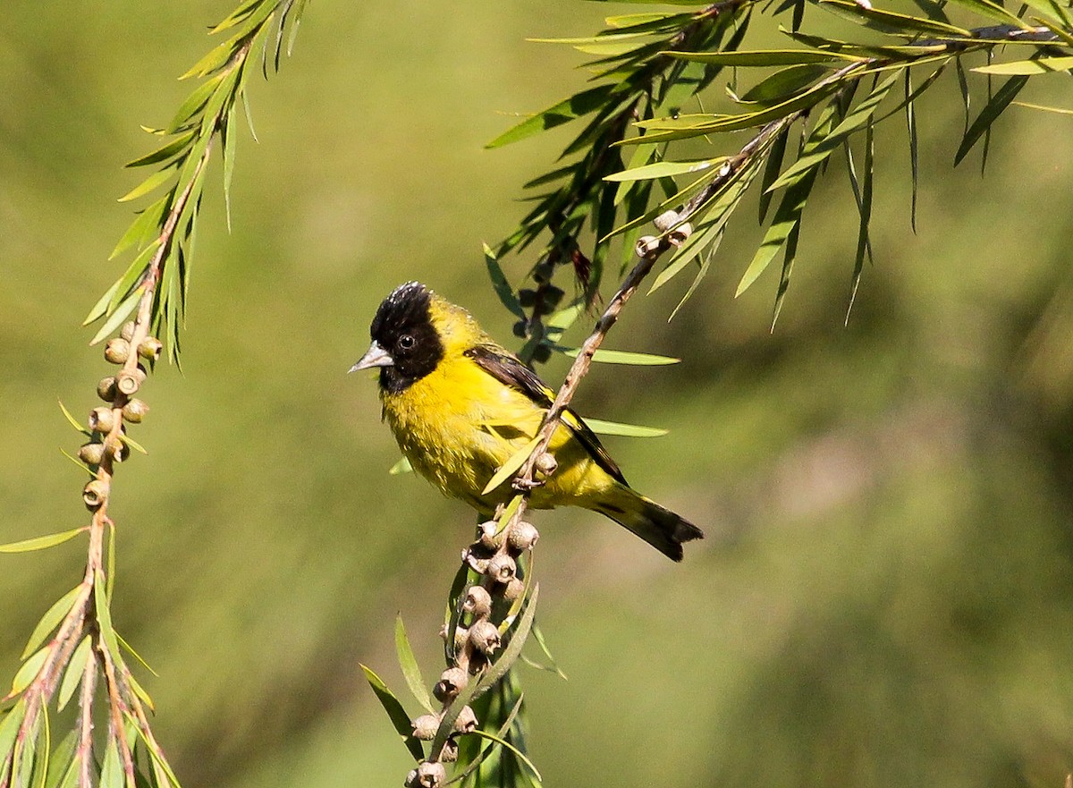 Black-headed Siskin - ML204840261