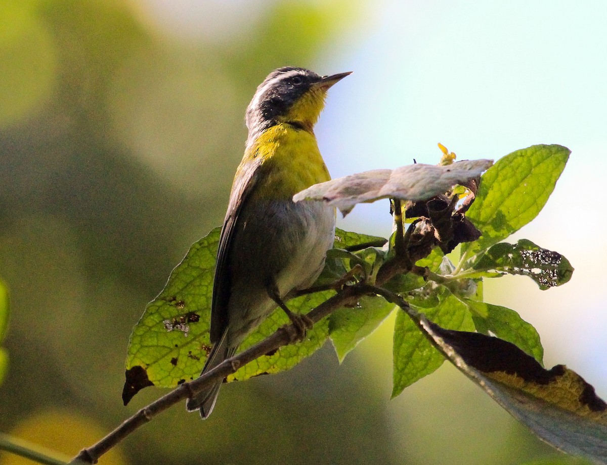 Crescent-chested Warbler - ML204840271