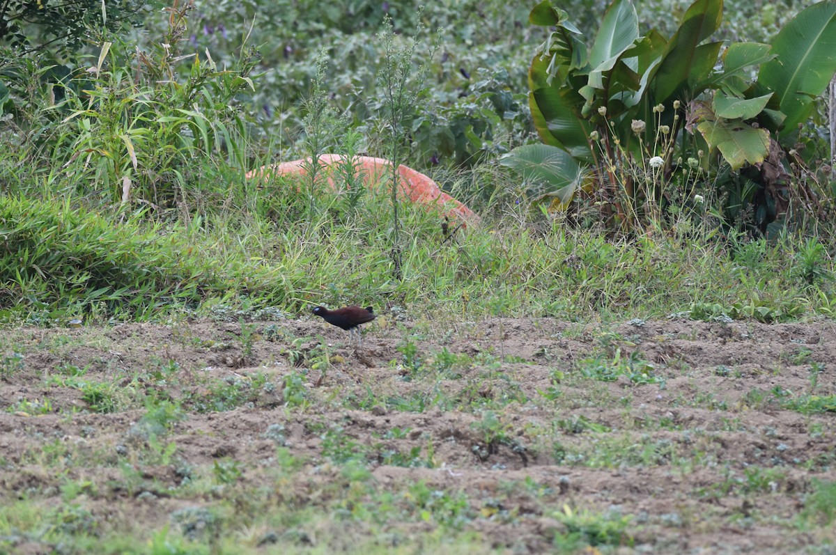 Blue-faced Rail - ML204840451