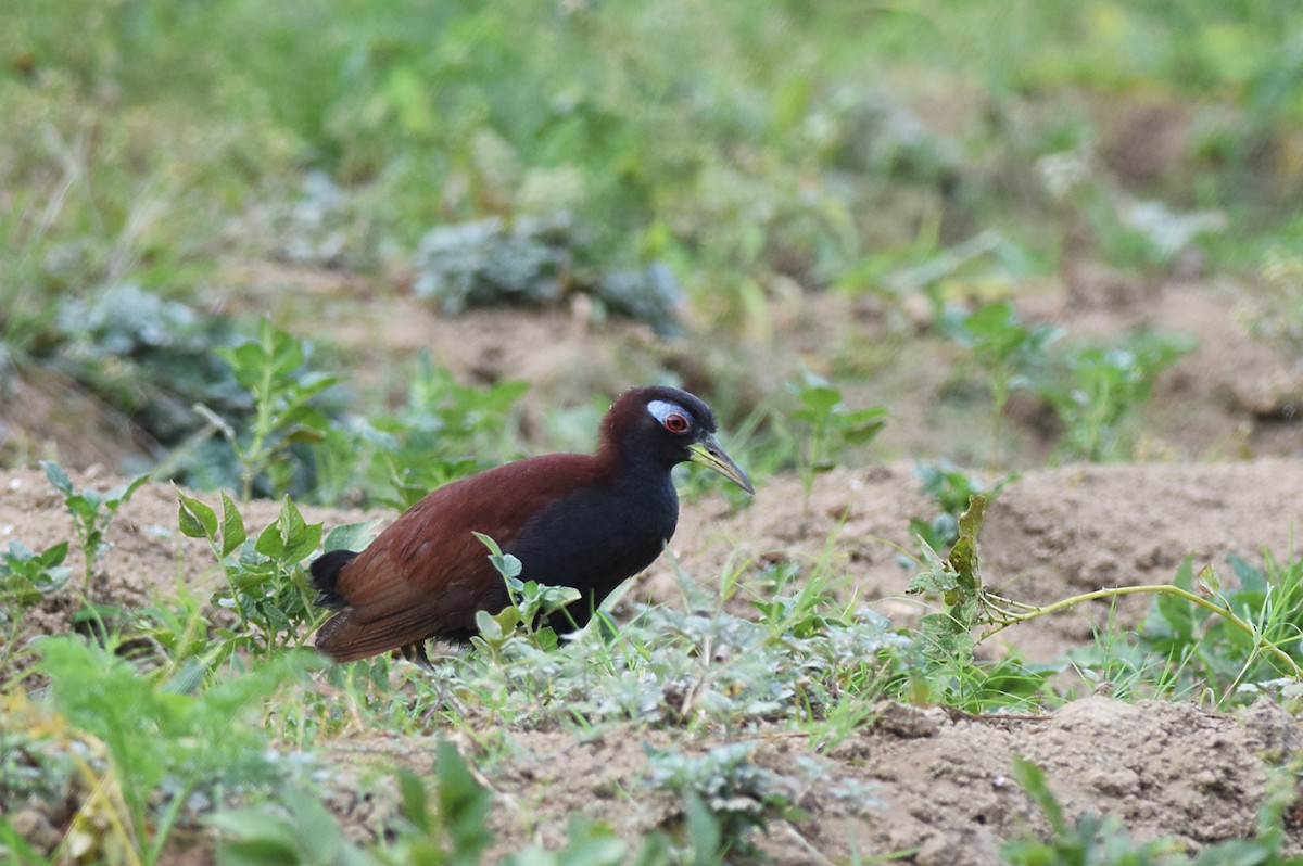 Blue-faced Rail - ML204840461