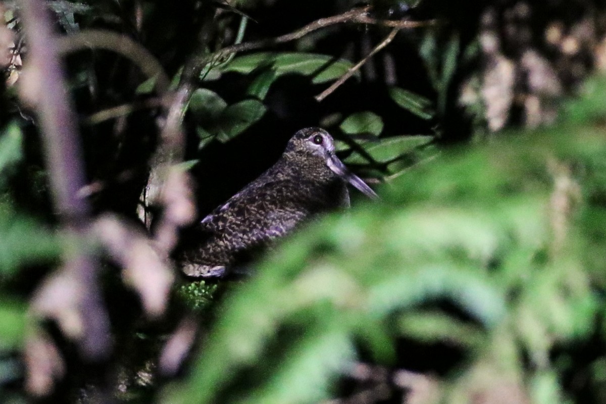 New Guinea Woodcock - ML204840511