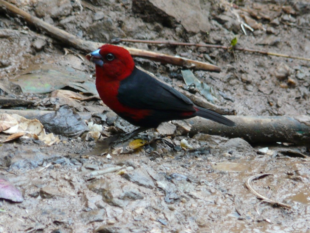 Red-headed Bluebill - ML204840571