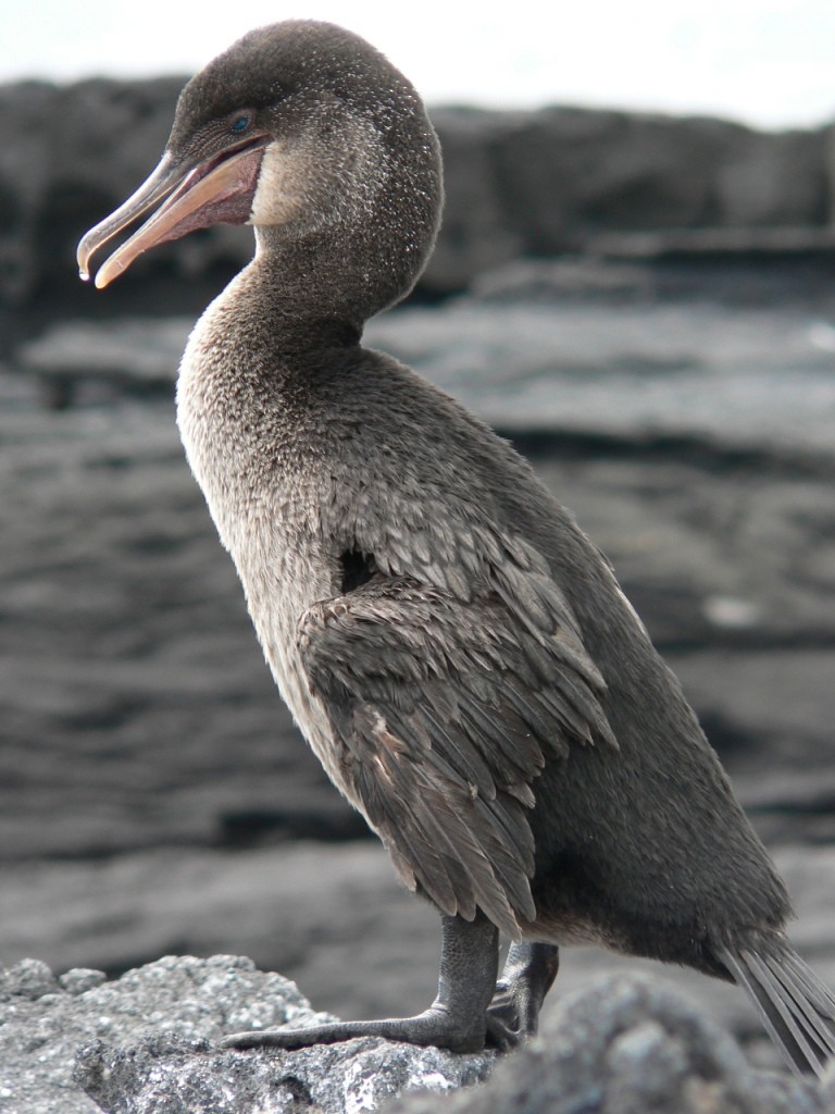 Flightless Cormorant - ML204840581