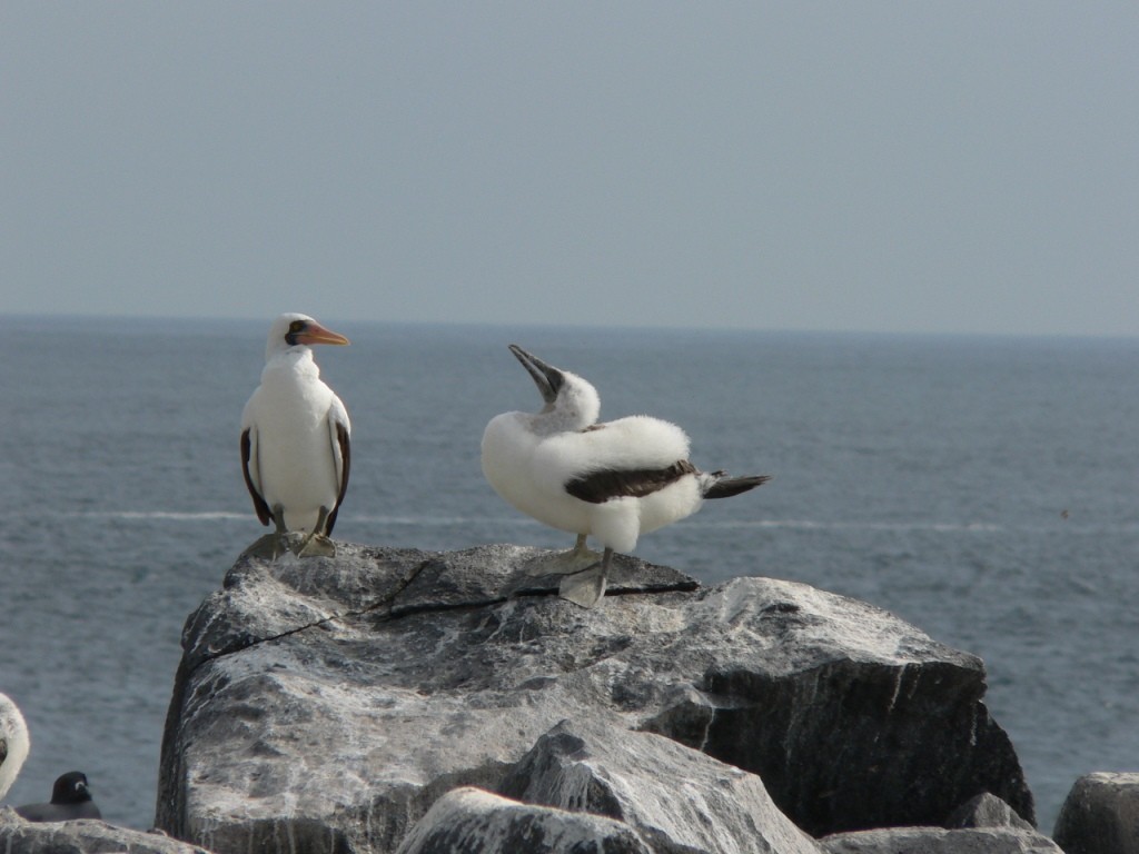 Nazca Booby - ML204840601