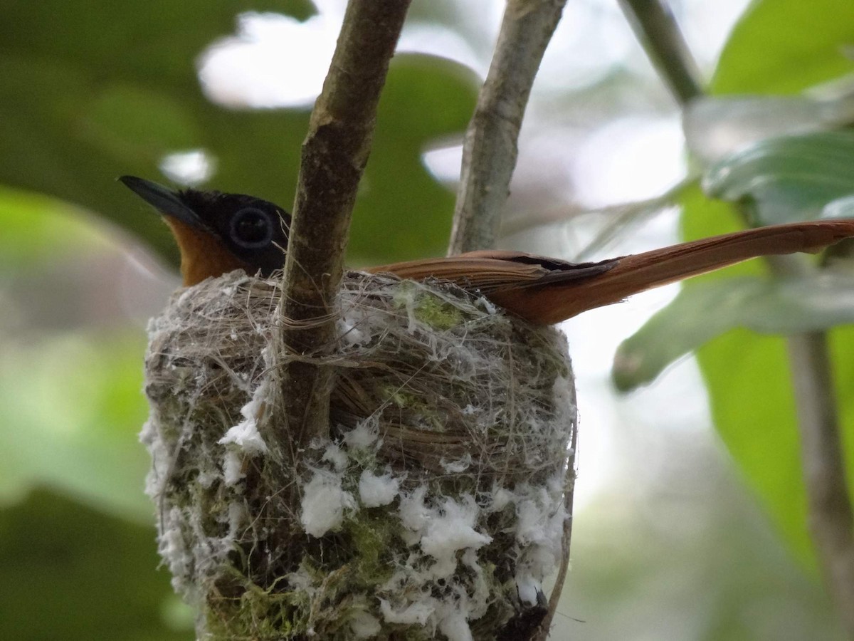 Malagasy Paradise-Flycatcher (Malagasy) - ML204840651