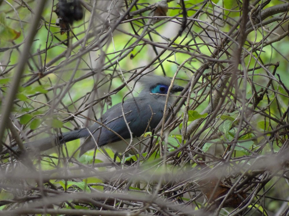 Crested Coua (Crested) - ML204840691