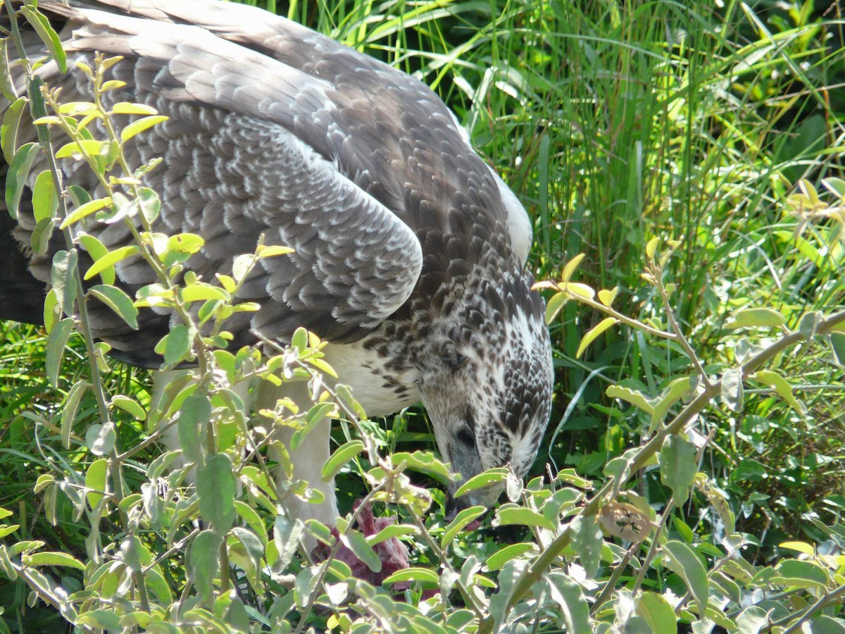 Martial Eagle - ML204840711