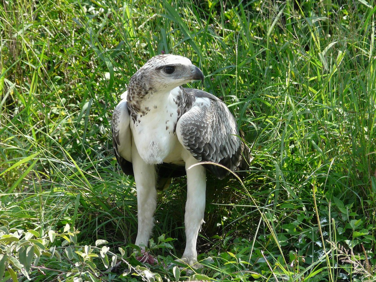 Martial Eagle - ML204840721