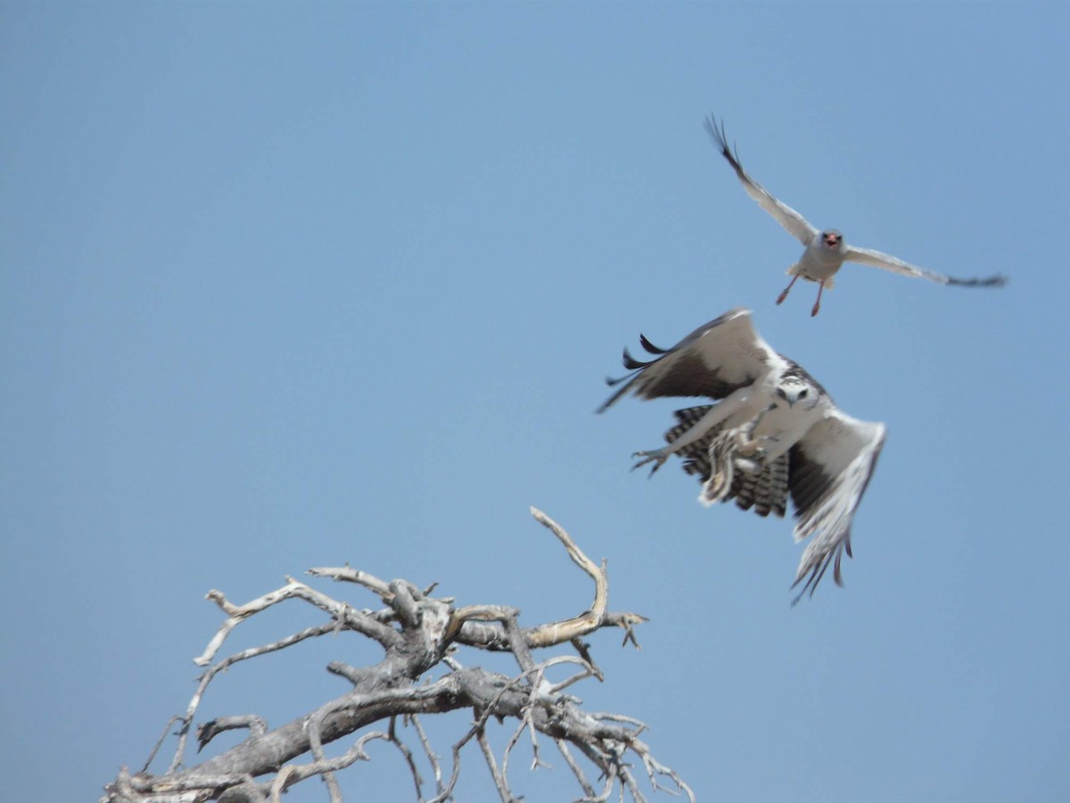 Martial Eagle - ML204840731