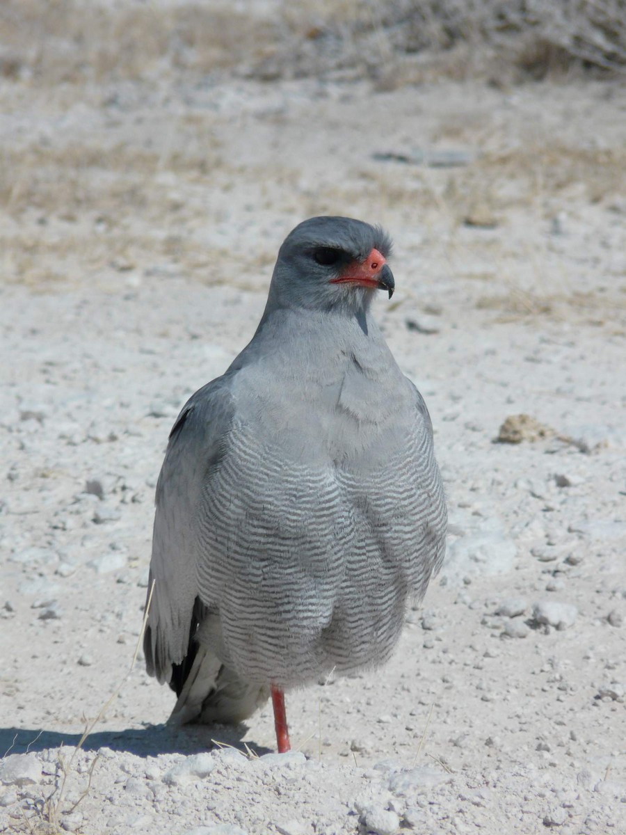 Pale Chanting-Goshawk - ML204840741