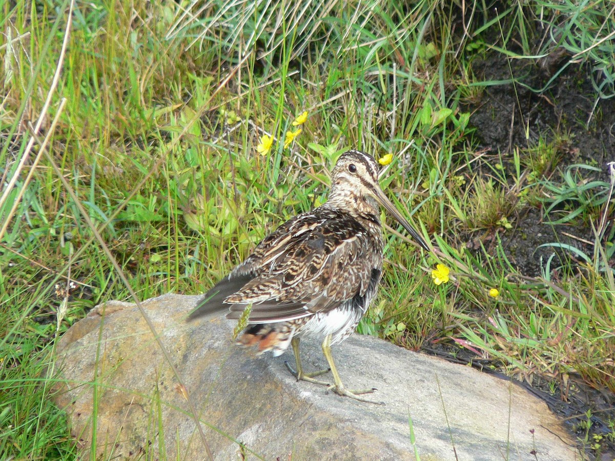 Common Snipe - ML204840751