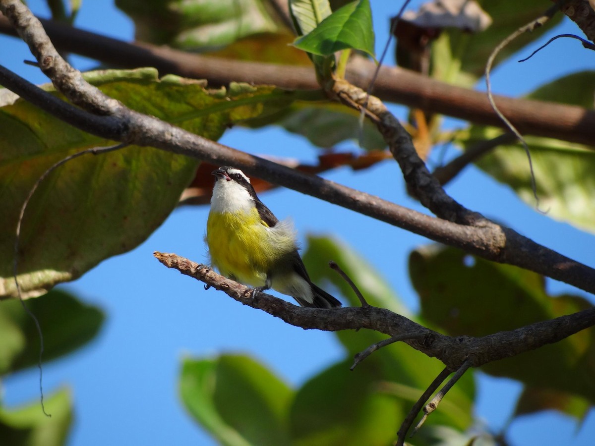 Bananaquit (Cozumel I.) - ML204840761