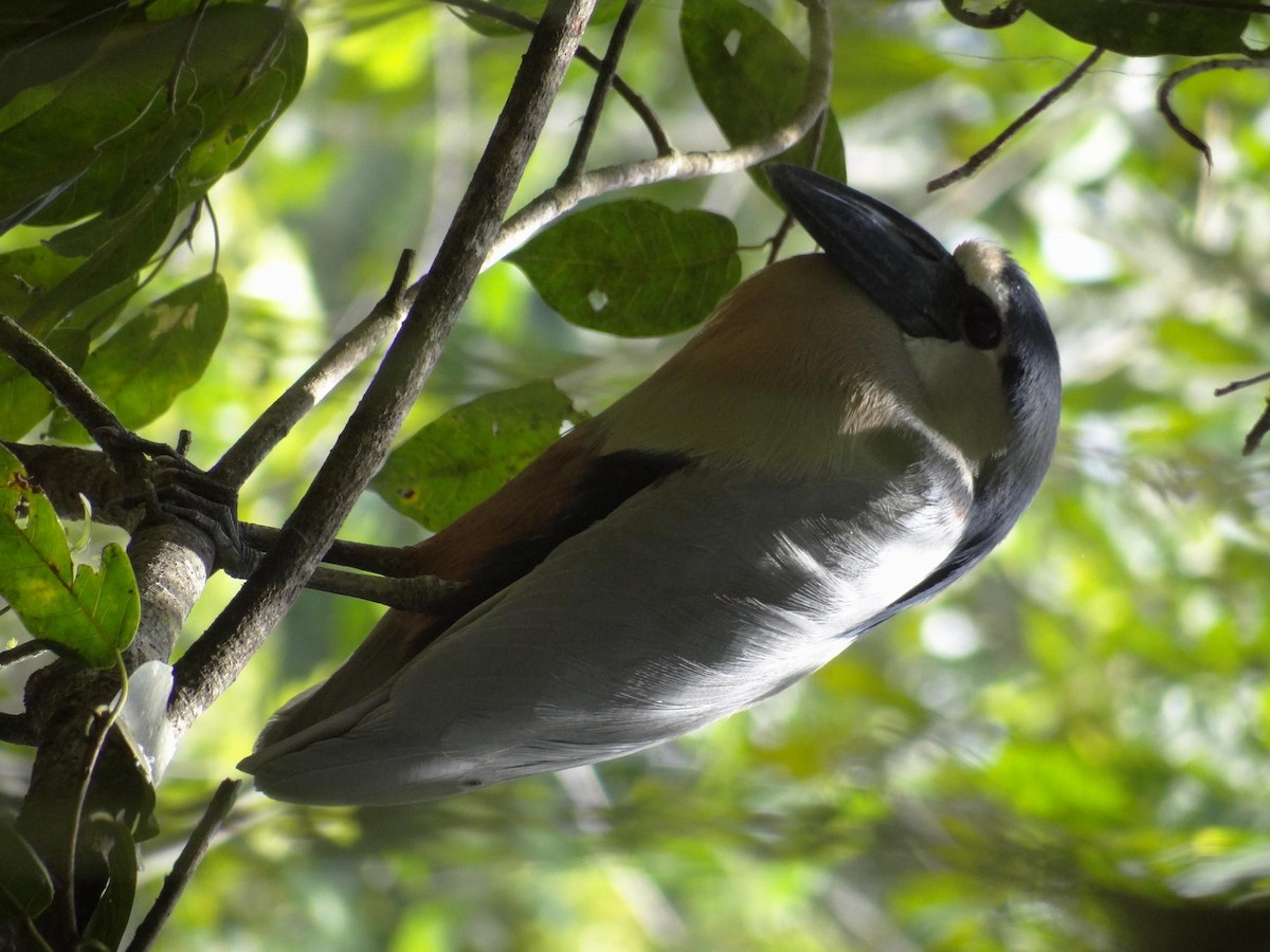 Boat-billed Heron (Northern) - ML204840771