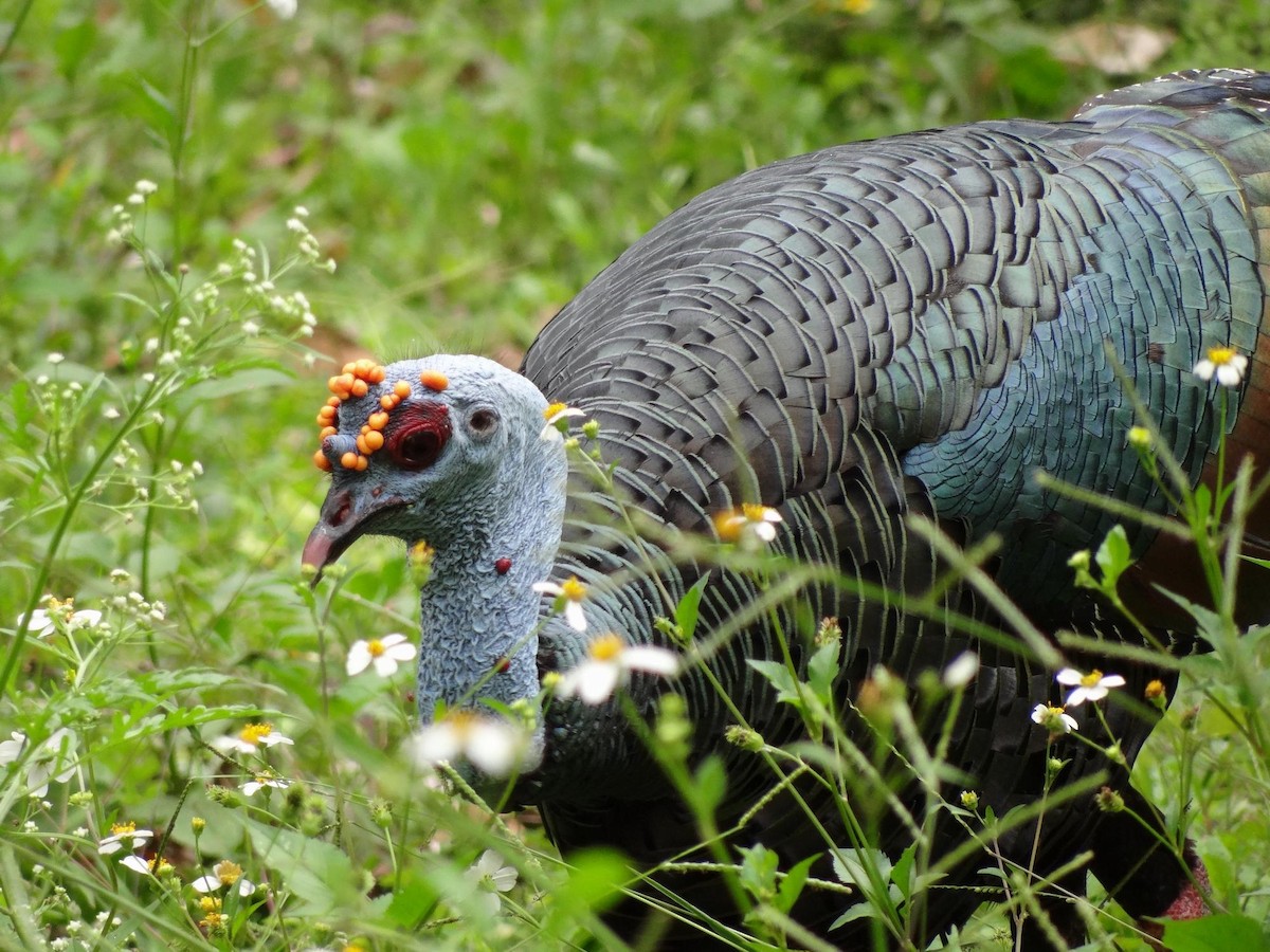 Ocellated Turkey - ML204840791