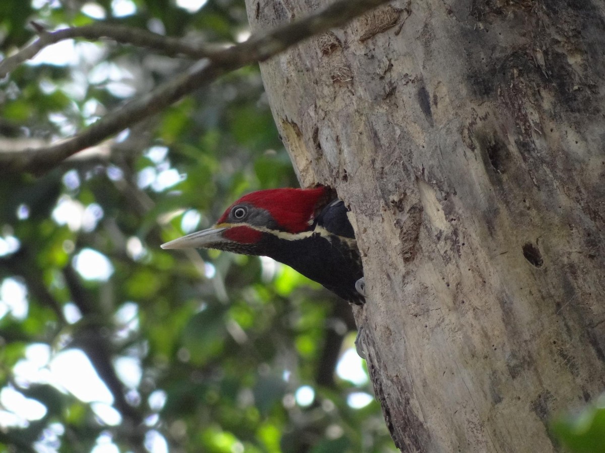 stripesvartspett (lineatus gr.) - ML204840811