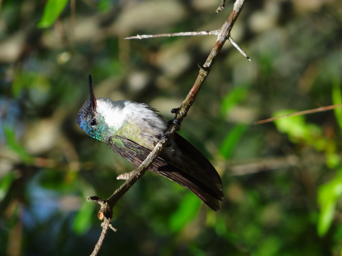 ソライロボウシエメラルドハチドリ（cyanocephala） - ML204840821