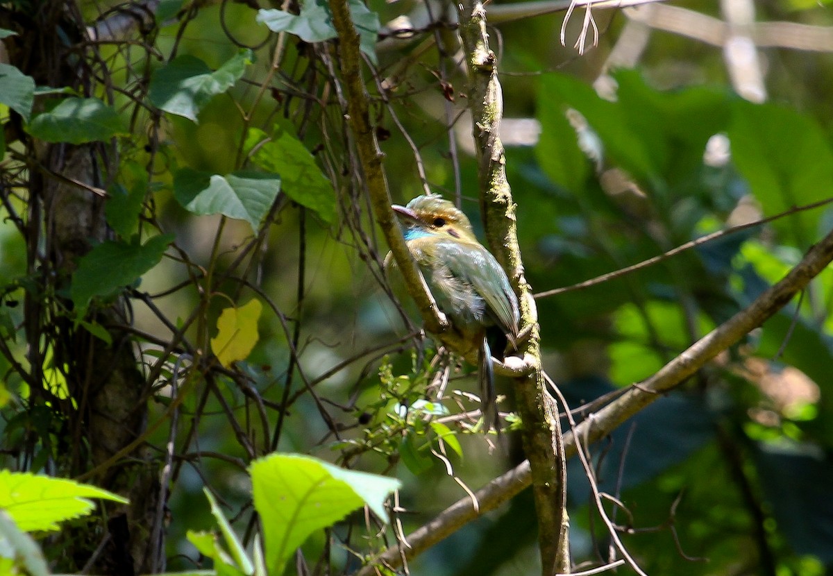 blåstrupemotmot - ML204841371