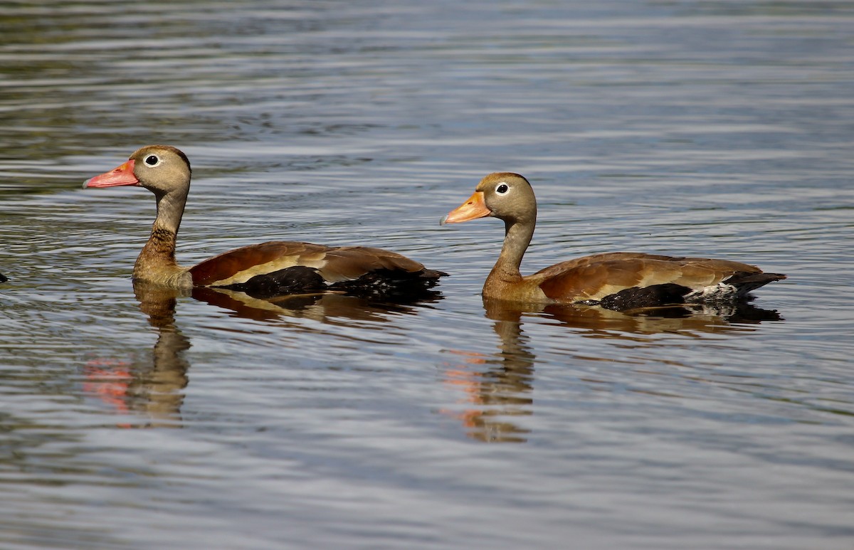 Black-bellied Whistling-Duck (Southern) - Luis Mario Arce