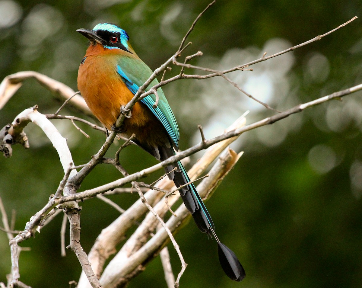 Trinidad Motmot - Luis Mario Arce