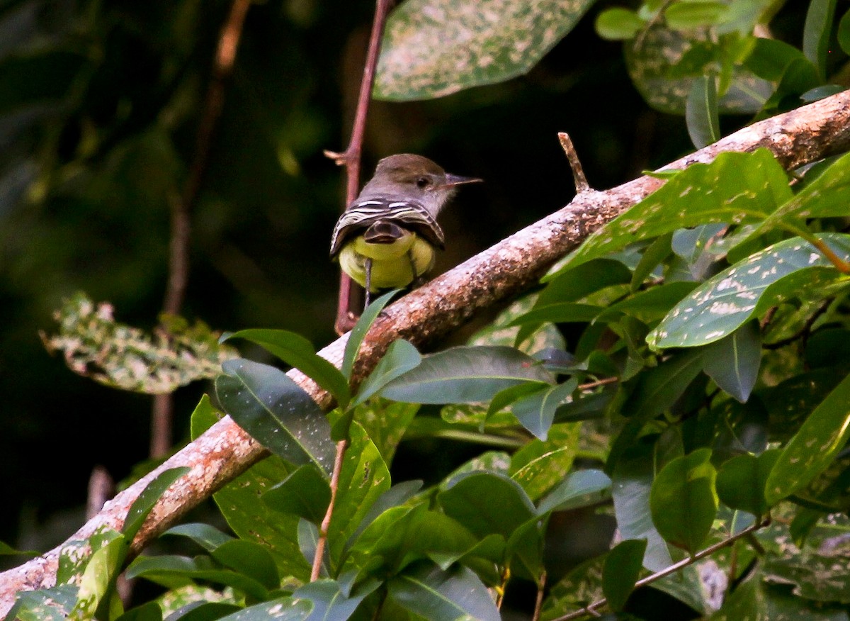 Brown-crested Flycatcher (South American) - ML204841651
