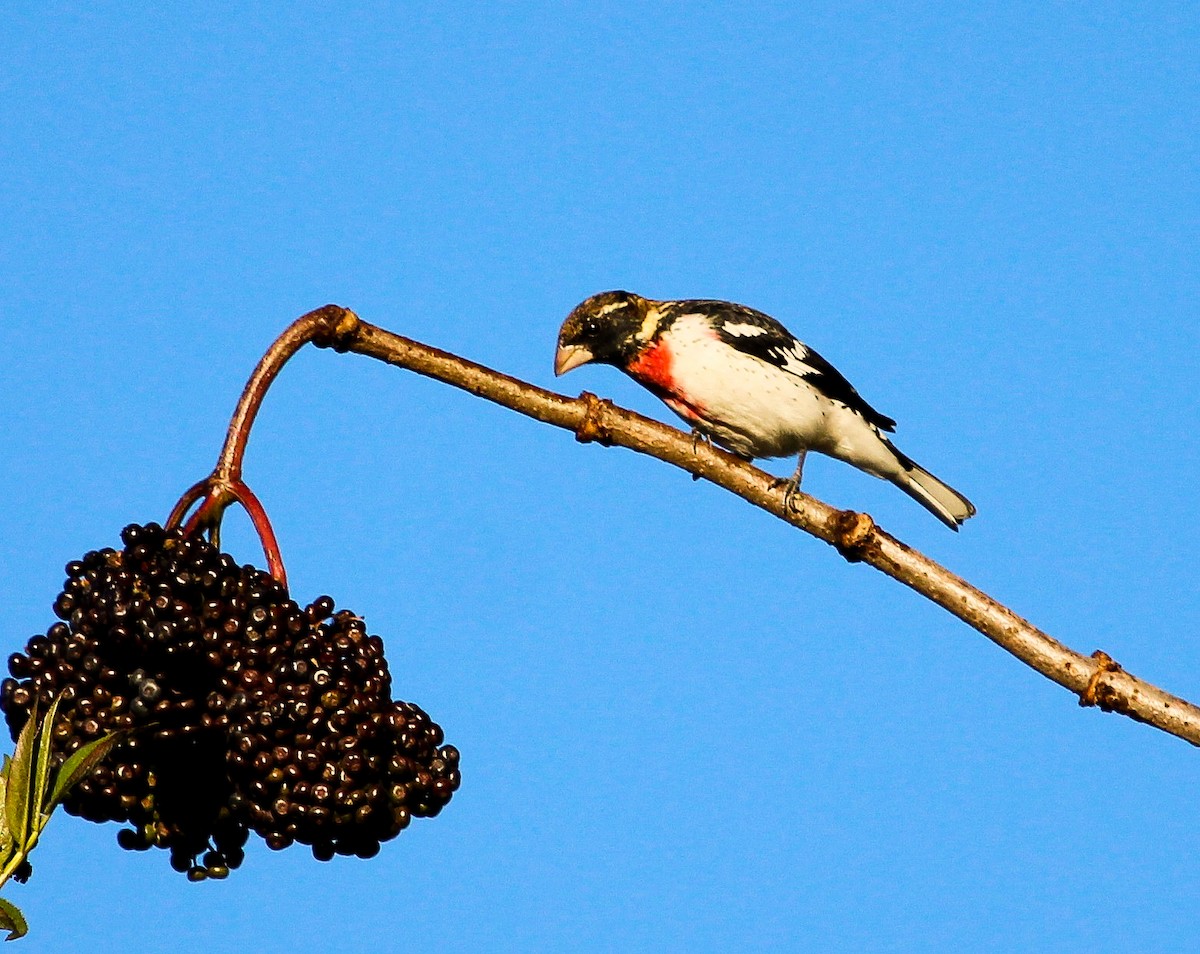 Rose-breasted Grosbeak - Luis Mario Arce
