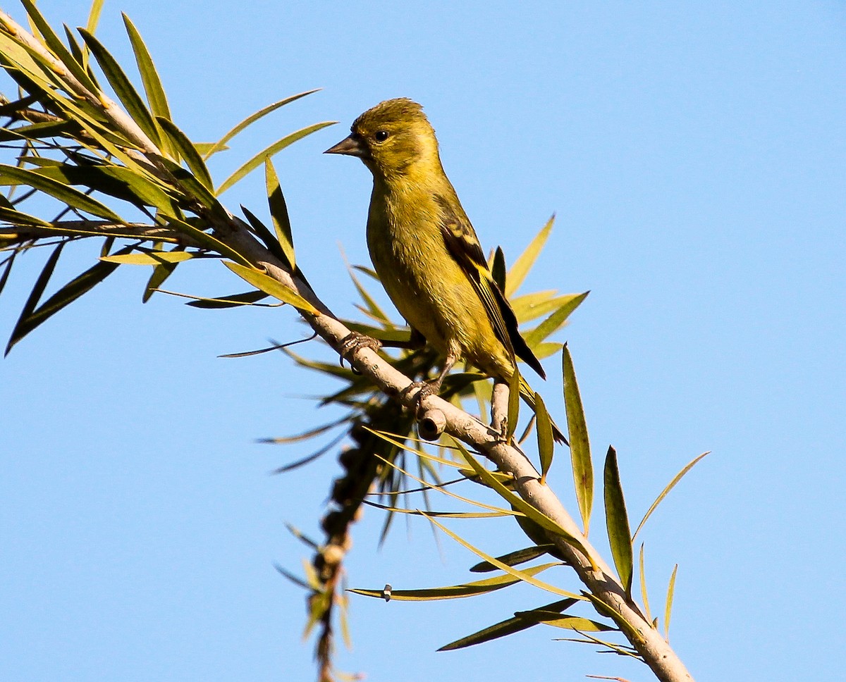 Black-headed Siskin - ML204841901