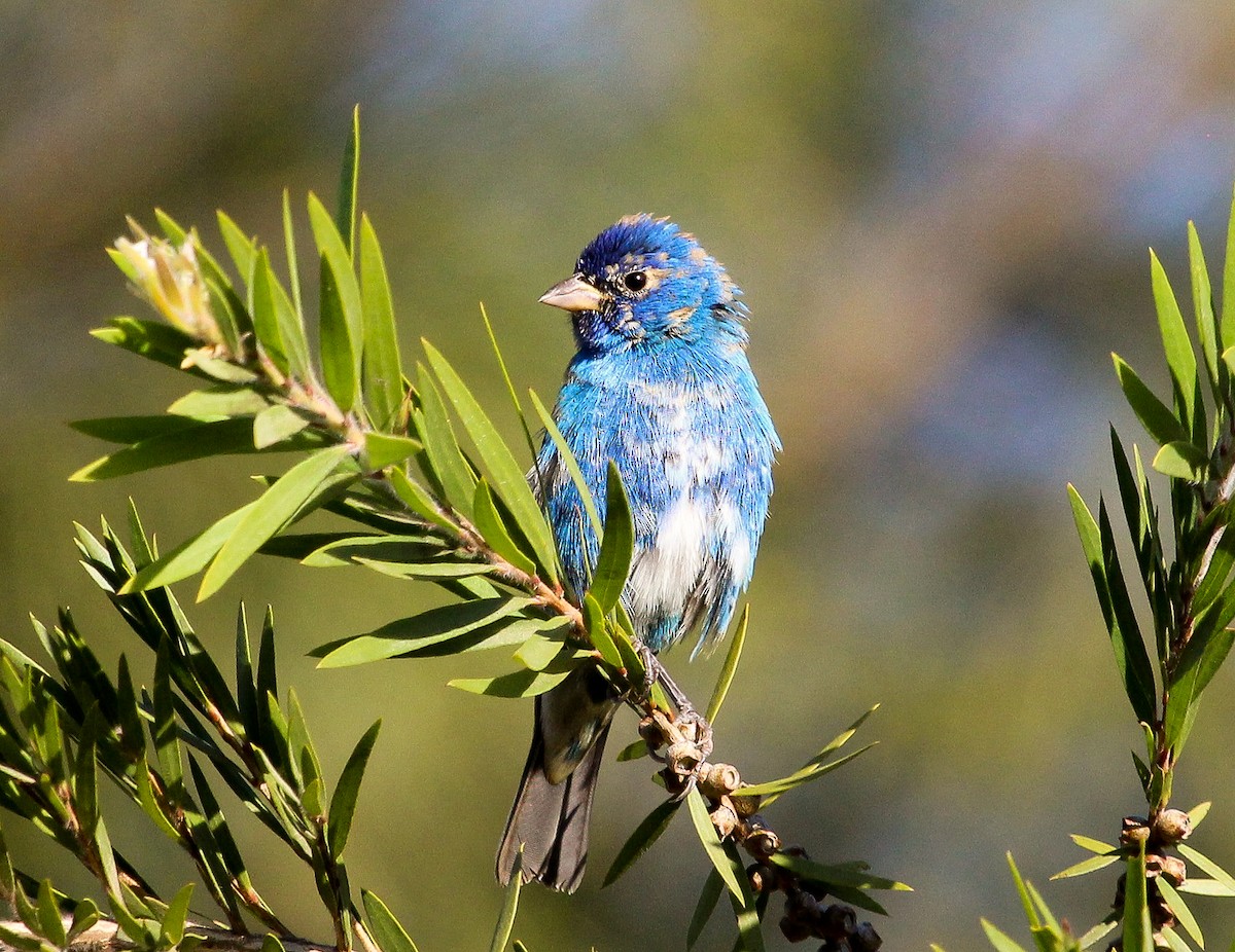 Indigo Bunting - ML204841941