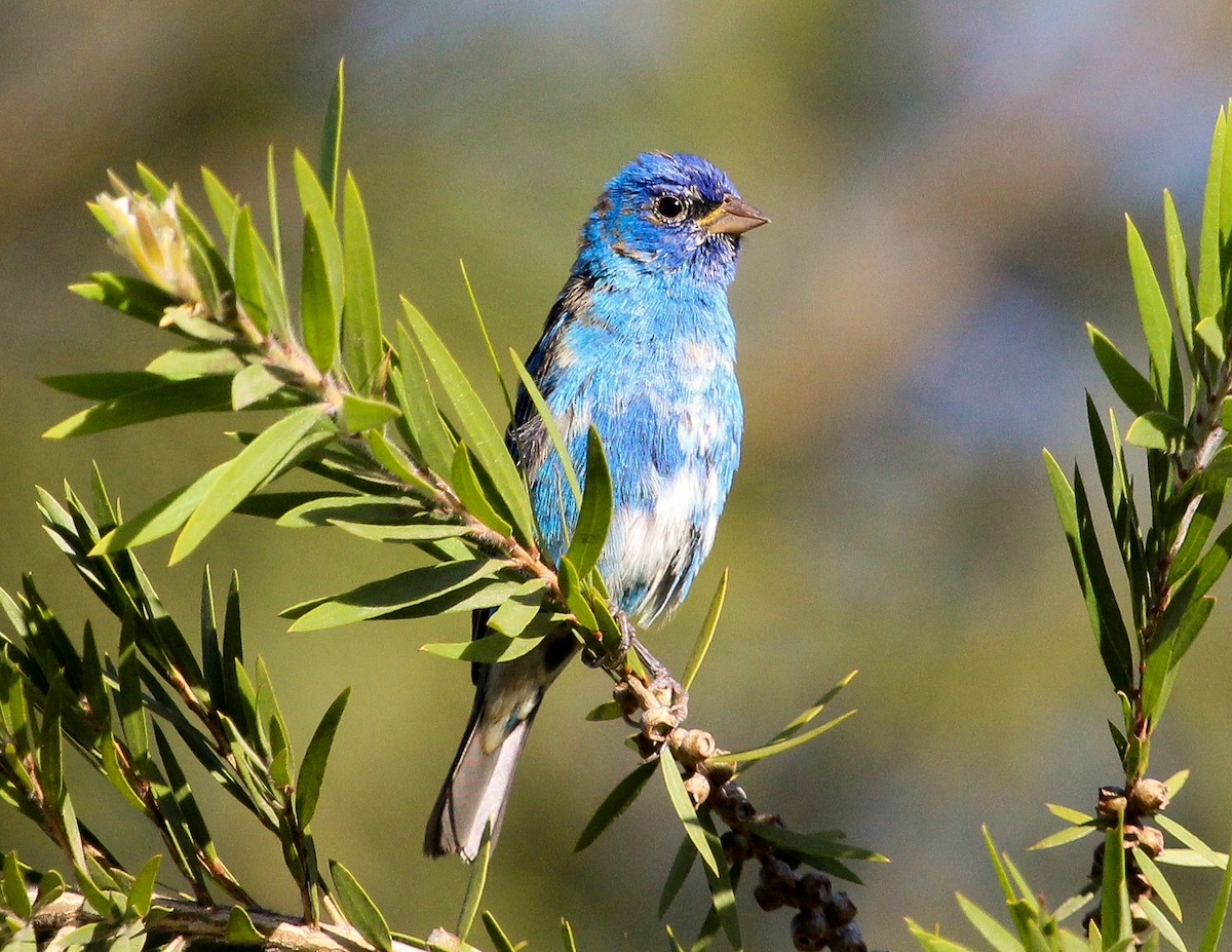 Indigo Bunting - ML204841951