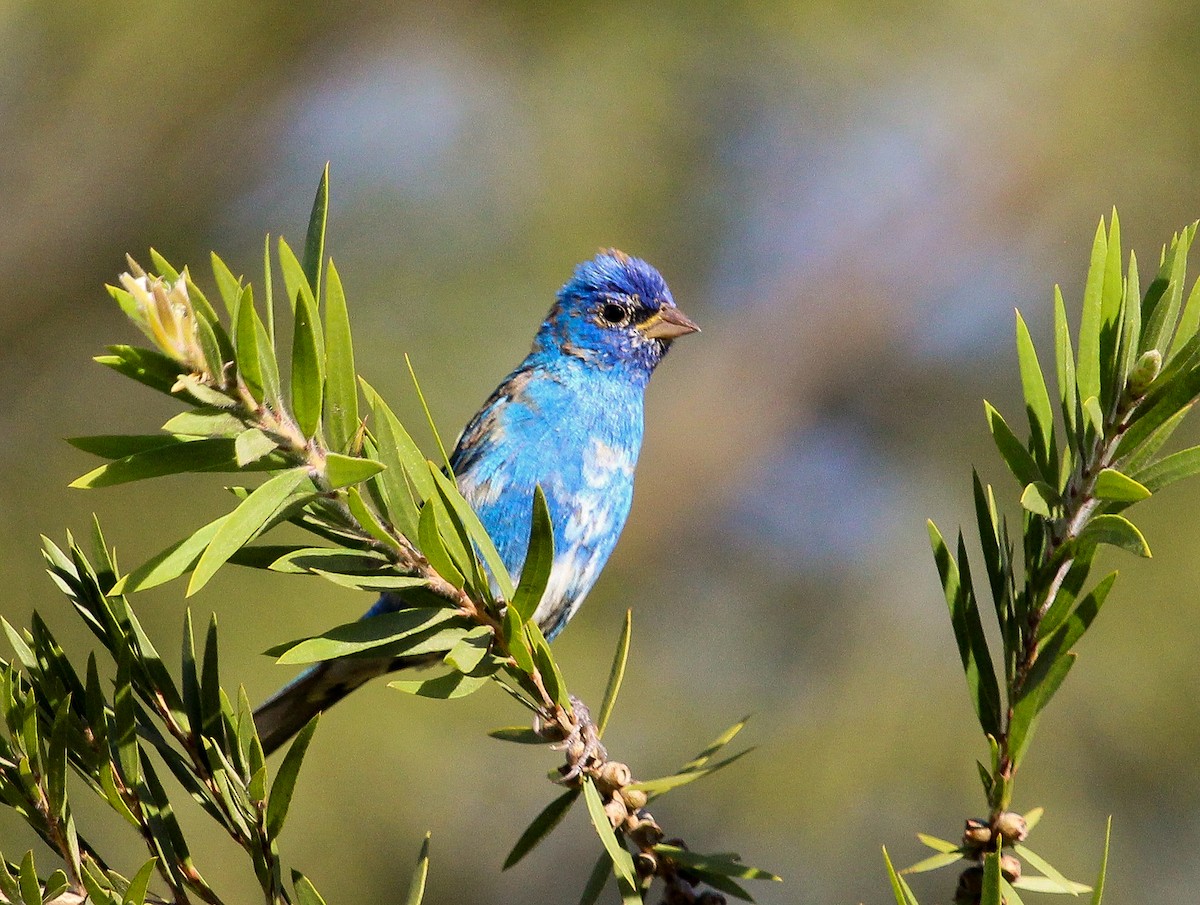 Indigo Bunting - ML204841961