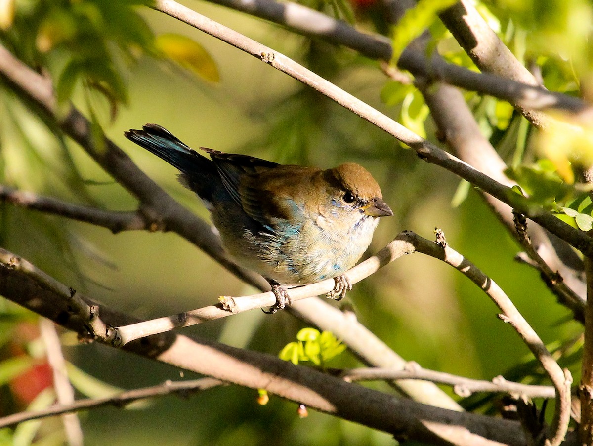 Indigo Bunting - ML204841971