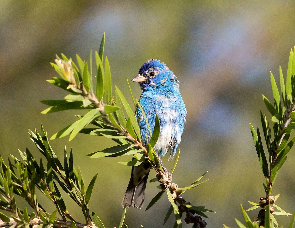 Indigo Bunting - ML204841991