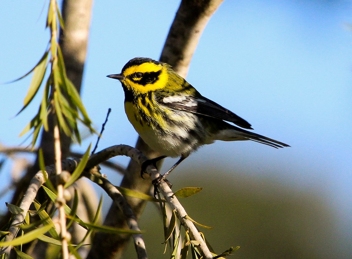 Townsend's Warbler - ML204842001