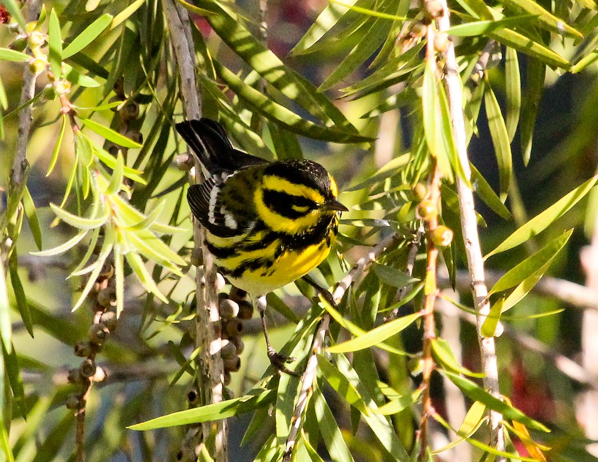 Townsend's Warbler - ML204842021