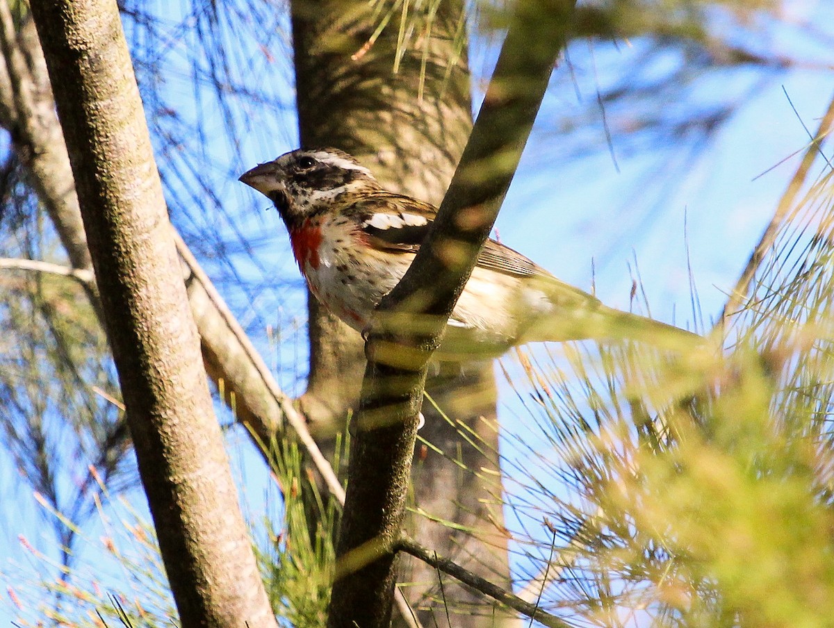 Rose-breasted Grosbeak - ML204842081