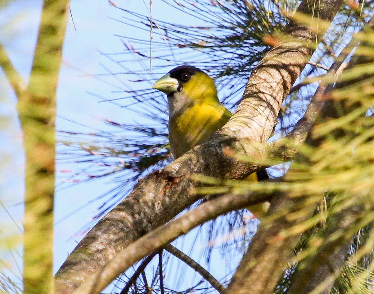 Hooded Grosbeak - ML204842101