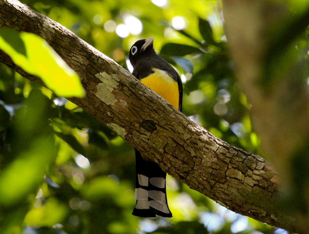 Black-headed Trogon - ML204842211