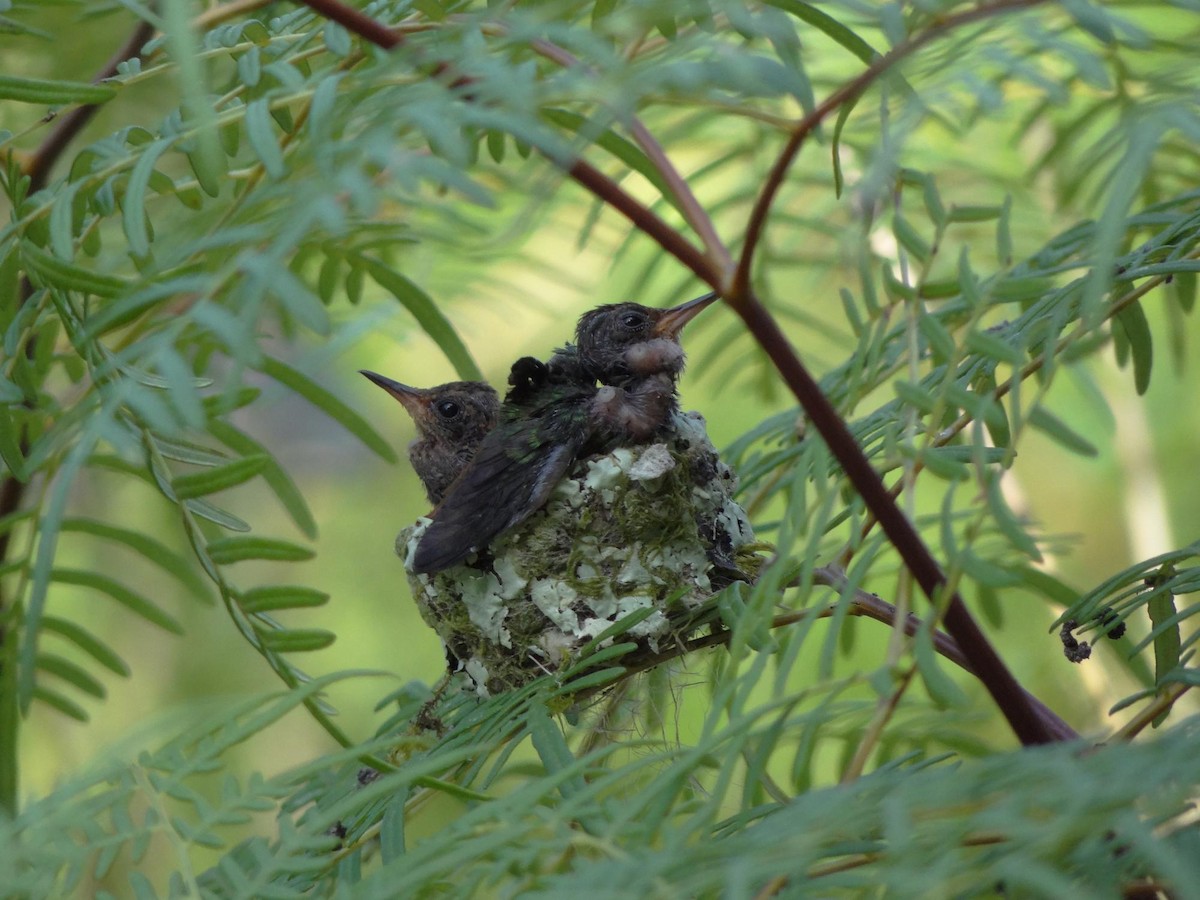 Rufous-tailed Hummingbird (Rufous-tailed) - ML204842261