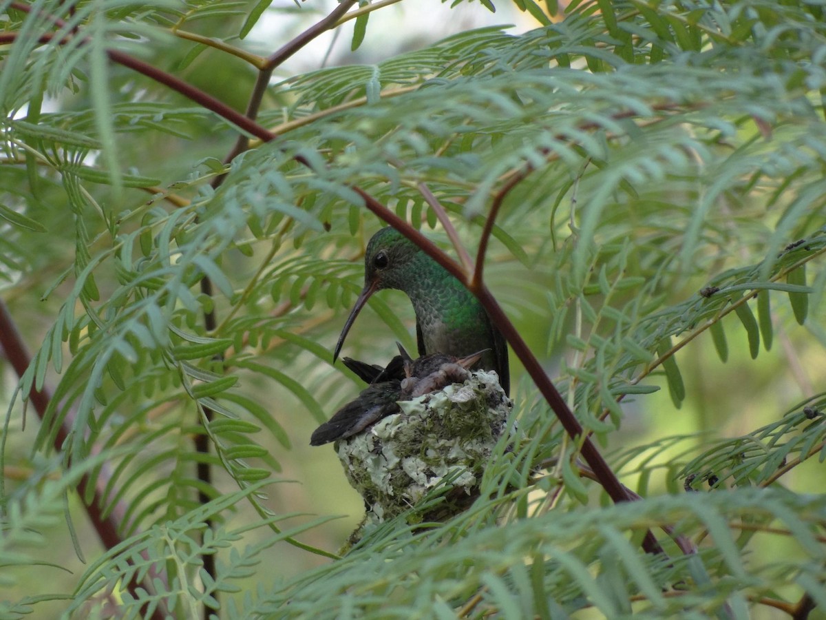 Rufous-tailed Hummingbird (Rufous-tailed) - Ian Hempstead