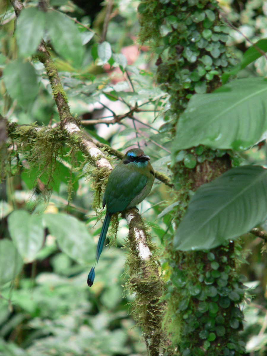 Keel-billed Motmot - ML204842311