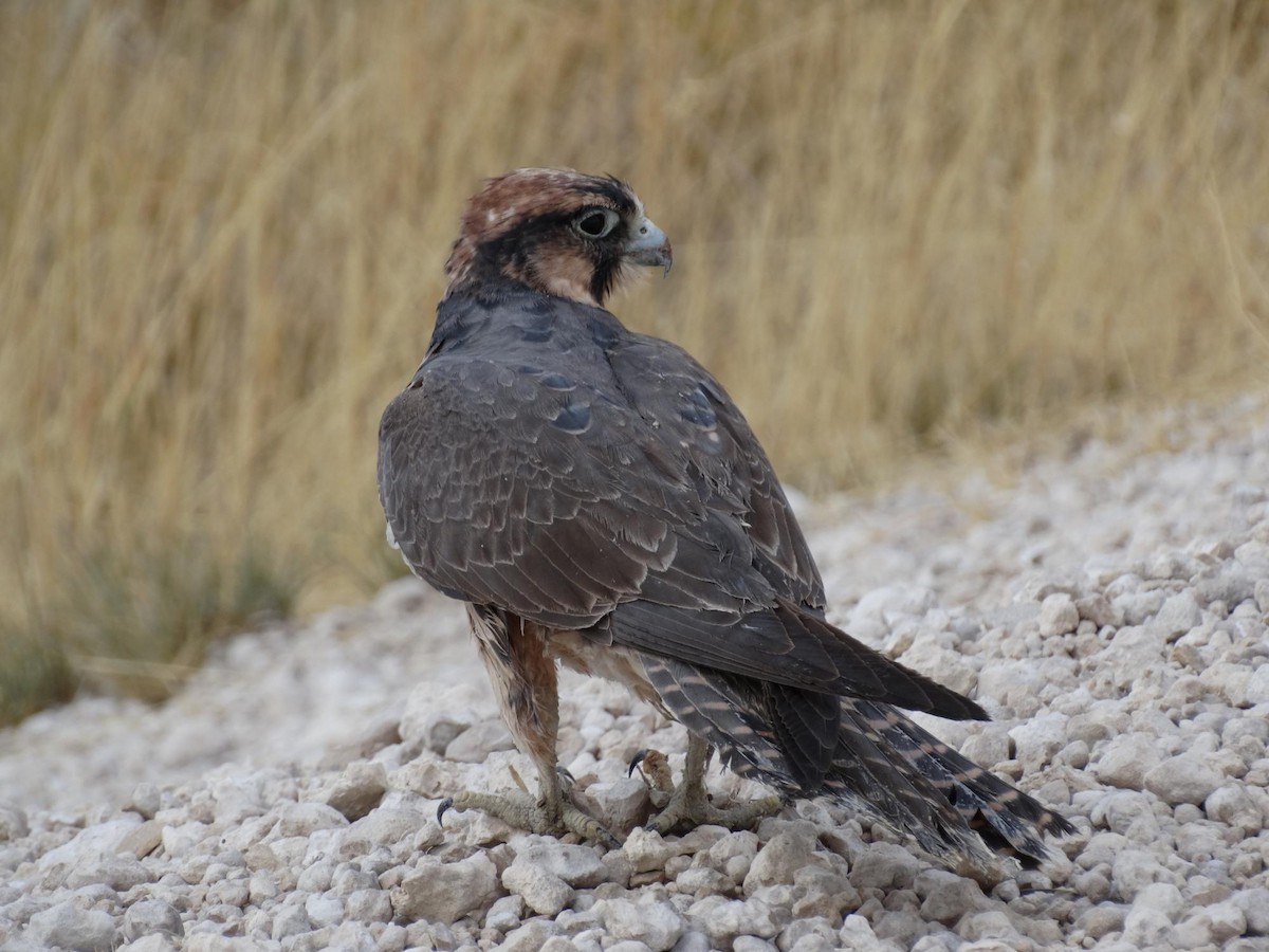 Lanner Falcon - ML204842321