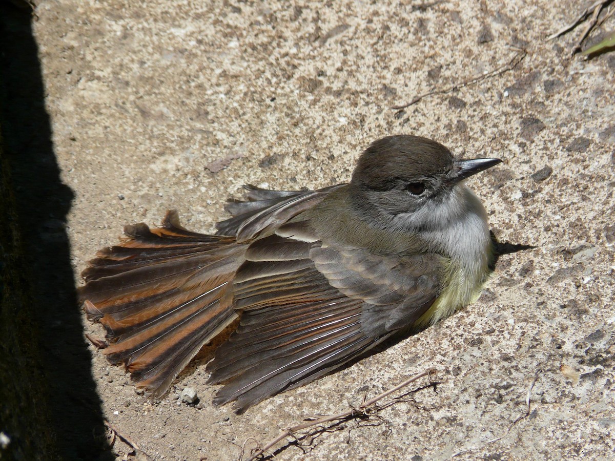 Lesser Antillean Flycatcher - ML204842361